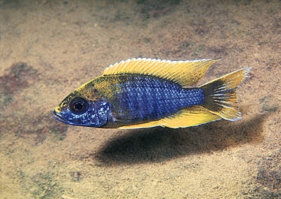 Aulonocara jacobfreibergi 'Undu Reef'